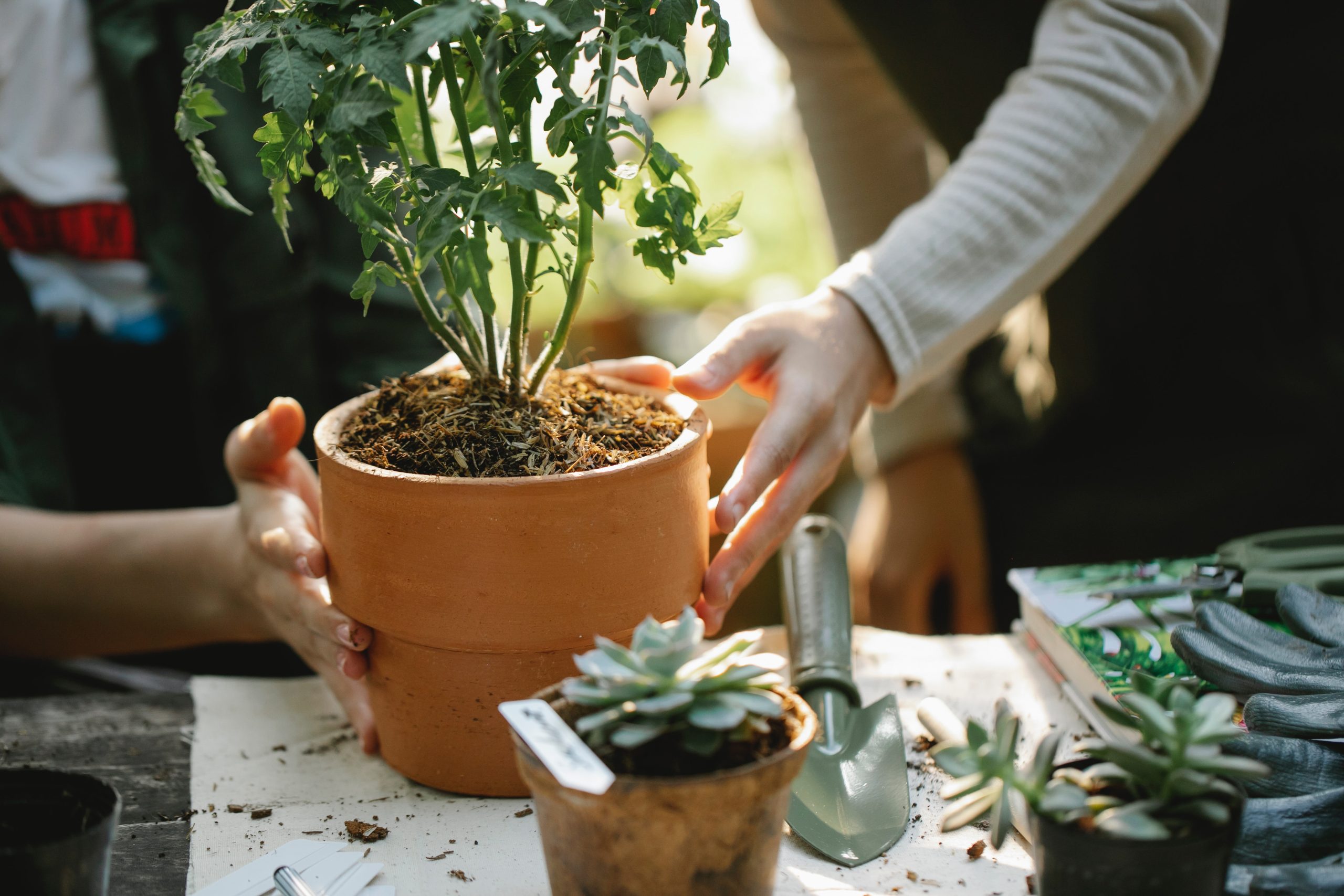 Gardening 101